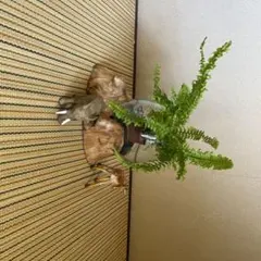 Item thumbnail for item c8e0dbf6-0872-4cc8-ac8b-d6d5b82ed975