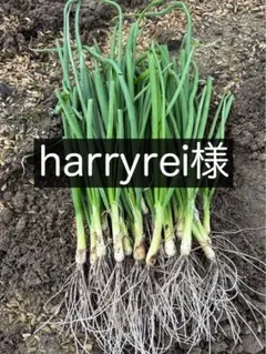 2025年最新】玉ねぎ苗 ターザンの人気アイテム - メルカリ