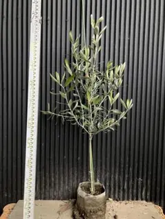 2026年最新】オリーブ苗 カラマタの人気アイテム - メルカリ