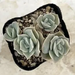 ❤️専用❤️✨メルカリ便✨❤️ラブリーローズ錦❤️        抜き苗⑤大特価セール♪ 多肉植物 エケベリア ラブリーローズ錦 抜き苗E - メルカリ