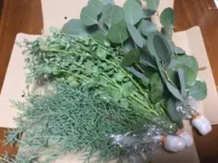 コニファーブルーアイス&ユーカリ2種