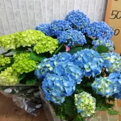 超特価！4鉢価格！マーメイドドレス 紫陽花 アジサイ 苗 苗木 5号鉢