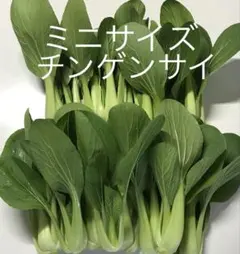 ミニチンゲンサイ 青梗菜 約500gのサムネイル