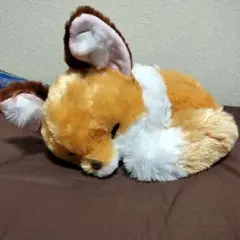 ちょコンとキツネ　くるんとおねむ　JB きなこ