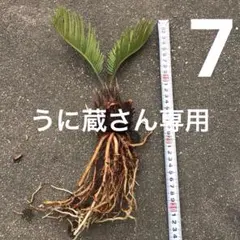 蘇鉄 ソテツ 抜き苗 塊根植物 観葉植物 - メルカリ