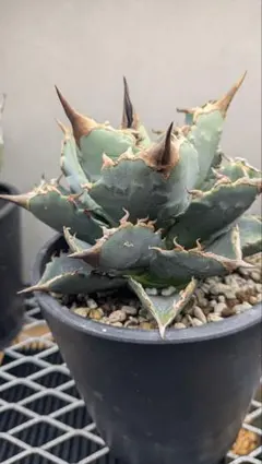 2026年最新】アガベ チタノタブルーの人気アイテム - メルカリ