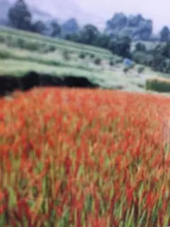 고대 쌀, 붉은 쌀, 16g
