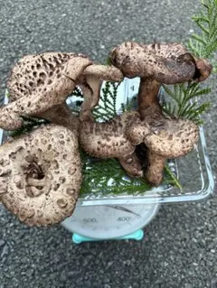 コウタケ 香茸 780g 南信州産 2025年最新】コウタケの人気アイテム