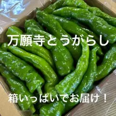 ✳️本日1箱出品✳️万願寺とうがらし 箱いっぱい 詰め合わせのサムネイル