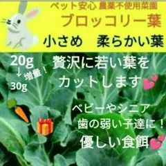 ブロッコリー葉小さめ柔らか新葉　50g♥️今だけ人参葉プレゼント！のサムネイル