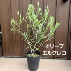 Ahm様 リクエスト 2点 まとめ商品