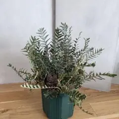 大型 バンクシア ブレクニフォリア 実生苗 10号 大型 バンクシア ブレクニフォリア 実生苗 10号