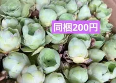 シトラス センペルビウム カット苗 たっぷり詰め合わせ 多肉植物