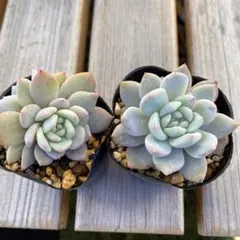 たーこ様 リクエスト 3点 まとめ商品