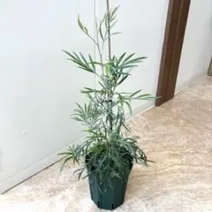 ピンクのグラデーションが美しい希少品種！ ☘ グレビレア ピンク