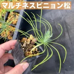 2026年最新】ピニョン松の人気アイテム - メルカリ