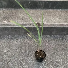 otokui025様 リクエスト 2点 まとめ商品