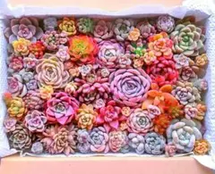 ☆感謝☆大満足！⑯たっぷりバラエティー韓国苗入り多肉植物カット苗セット