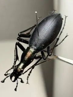 オサムシ標本 サドマイマイカブリpair - メルカリ