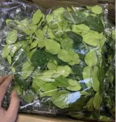 フレッシュ コブミカンใบมะกรูด葉　(バイマックル葉)100g約。+オマケ 生コブミカン100g+レモングラス5本オマケ - メルカリ