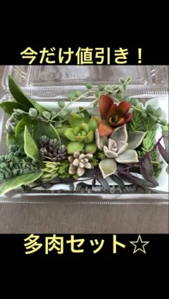 多肉植物　カット苗詰め合わせ☆ 50gギリギリまで入れます！初心者向き！
