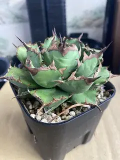 ニャンコちゃん様 リクエスト 3点 まとめ商品