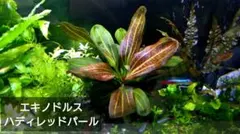 エキノドルス ハディレッドパールのサムネイル