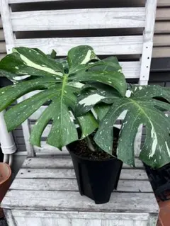 2025年最新】タイコンステレーションの人気アイテム - メルカリ