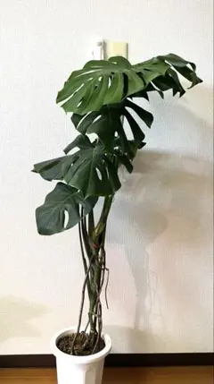 モンステラ根上がり幹立ち幹上がり大株観葉植物室内 - メルカリ