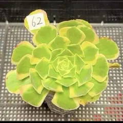 97#観葉植物アエオニウム錦❤️サラダボール中斑錦❤️韶華❤️1大頭