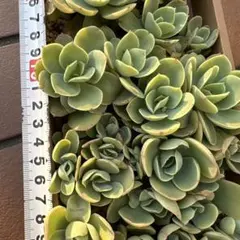 多肉植物 ピーチプリデ 抜き苗 2 - メルカリ