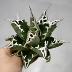 2026年最新】アガベ チタノタ 縞斑の人気アイテム - メルカリ