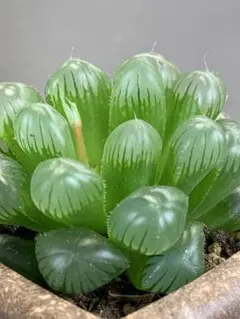ハオルチア　オブツーサのサムネイル