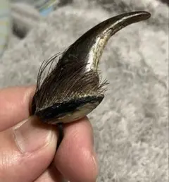 熊の爪 ネックレス