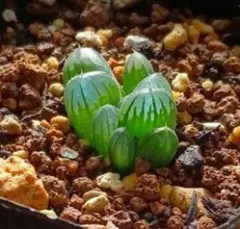 ハオルチア オブツーサ 小苗