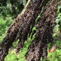 ❁黒穂キビの種50粒＋a❁ 観賞用　ドライフラワー