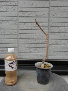 mk1700様 リクエスト 2点 まとめ商品