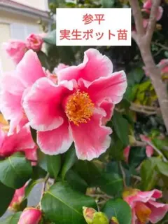 哲直様専用•ハワイアンキルトトートバッグ(シーサー) - メルカリ