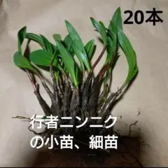 2026年最新】行者ニンニク 苗の人気アイテム - メルカリ