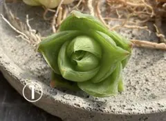 多肉植物 ハオルチア 3株セット a