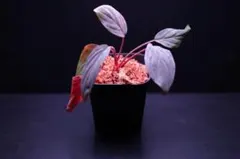homalomena sp. from Rengat Riau 【TGK便】 - メルカリ