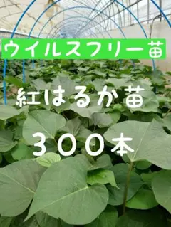 さつまいも苗⭕️紅東、紅はるかトータル３５０本⭕️【ウイルスフリー切り苗】 さつまいも苗⭕️紅東、紅はるかトータル350本⭕️【ウイルスフリー