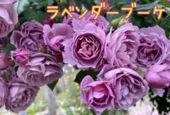 2025年最新】薔薇挿し木苗の人気アイテム - メルカリ