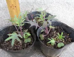 たんたん様 リクエスト 2点 まとめ商品