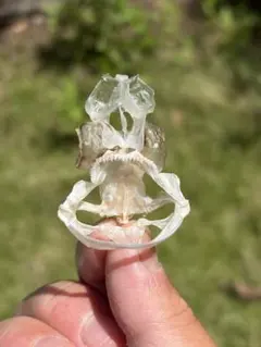 ラブカの親戚の深海ザメ 頭の骨格標本(エドアブラザメ) - メルカリ