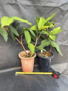 2026年最新】レンブ苗の人気アイテム - メルカリ