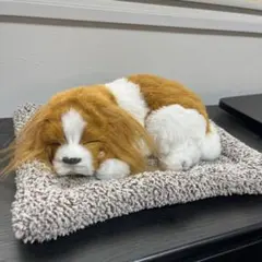 2025年最新】キャバリア ぬいぐるみの人気アイテム - メルカリ