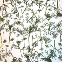 Item thumbnail for item 4832608d-9f4a-4ed4-b060-057a8f40da5a