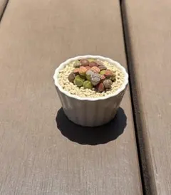 多肉植物 寄せ植え そのまま飾れる‪ (*˙˘˙*)❥❥ココット鉢白No.1