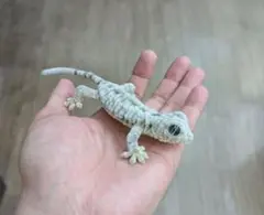 人気のクオーツアイリアル系ヤモール君